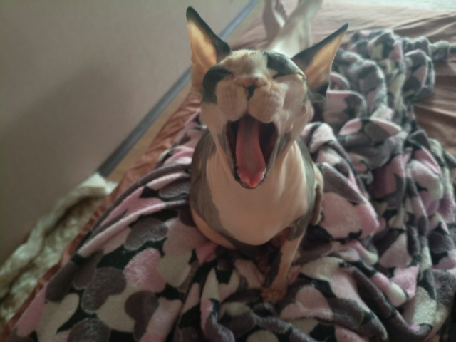 Наш первый пост)
Зайка, 6 лет, появилась почти год назад,...