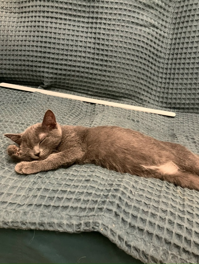 Кошечка Дымка 4 месяца очень игривая и ласковая ,лоток ?...