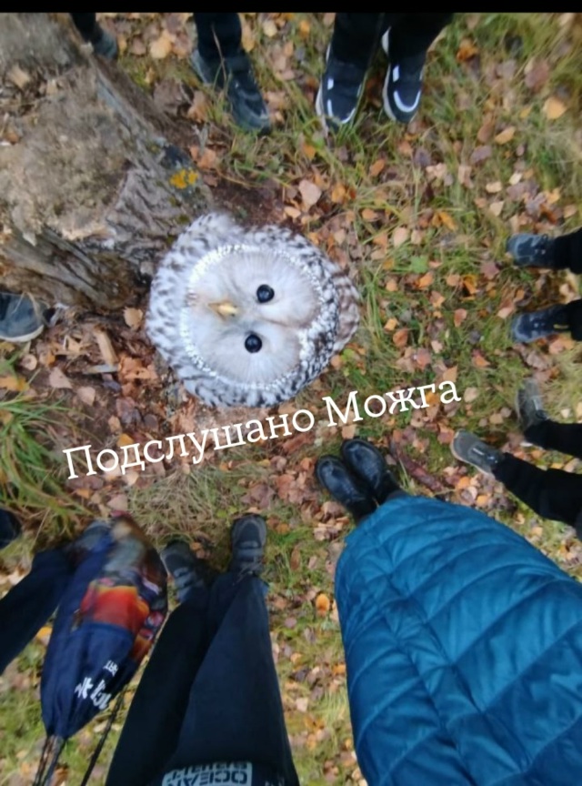 ‼ ️Ещё один шикарный кадр
‼️ Со вчерашней совой у пе?...