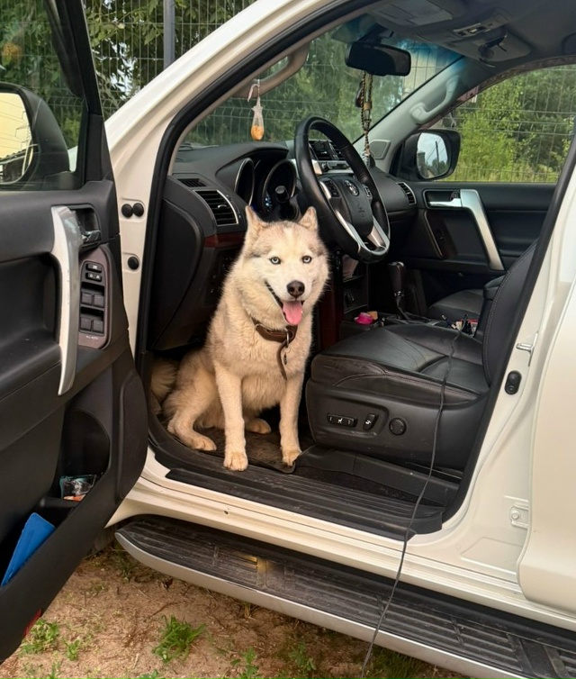 Внимание‼️ Пропала собака! Хаски, кобель, светлого ок?...