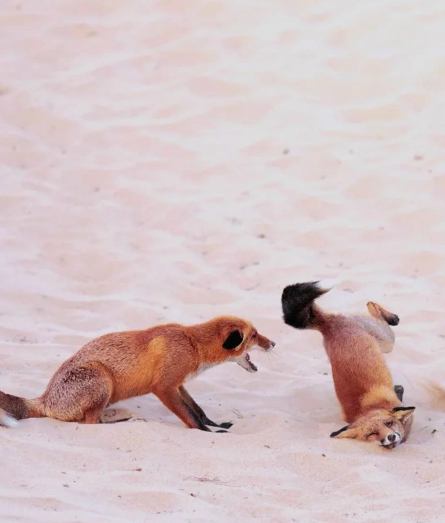 Показали финалистов фотоконкурса Nikon Comedy Wildlife Awards 2025 —...