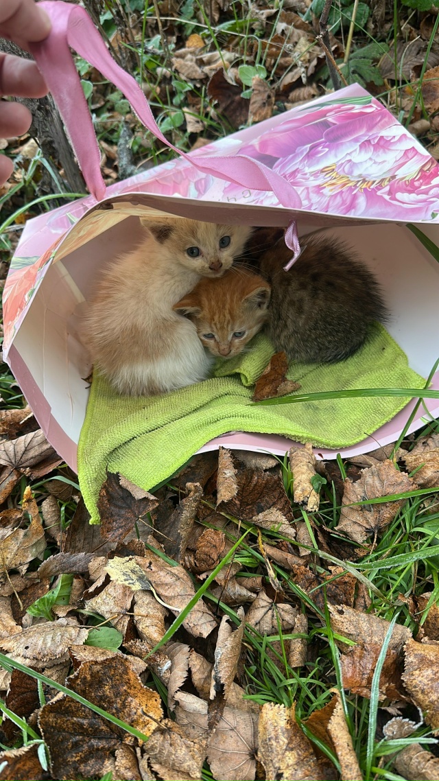 Отдам котят в добрые руки, мальчики. Малыши были найден...