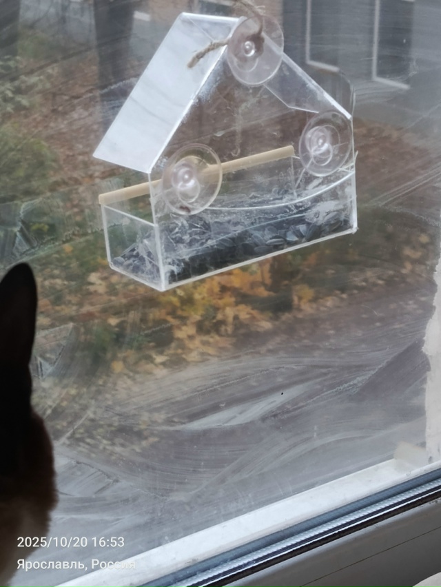 Не знала, что можно так приятно сделать и птичкам и кот?...