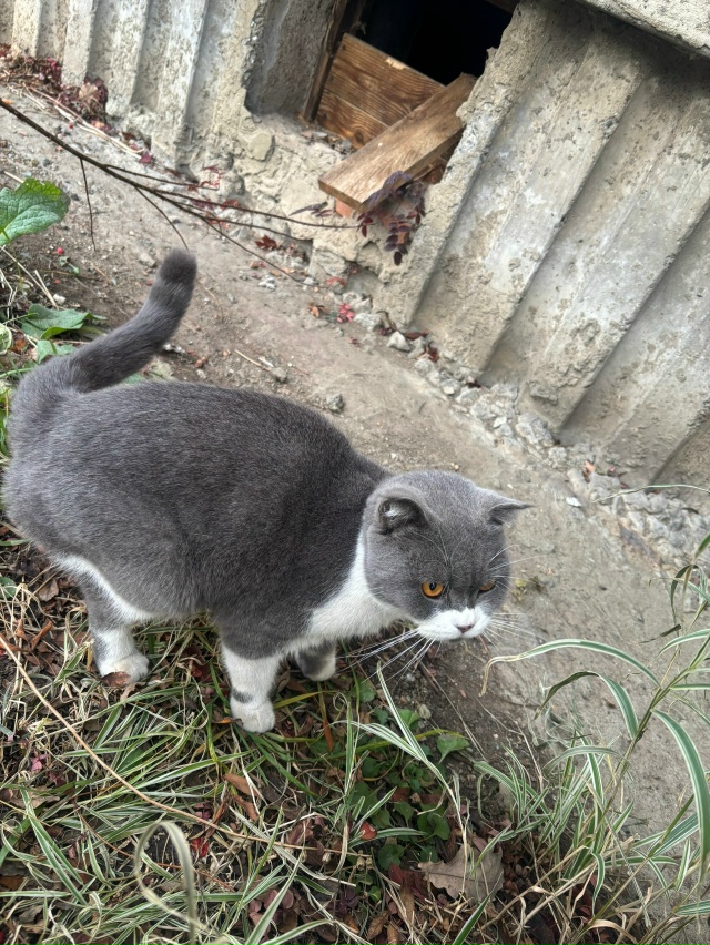 Чей кот? Может кто хочет забрать, очень ласковый