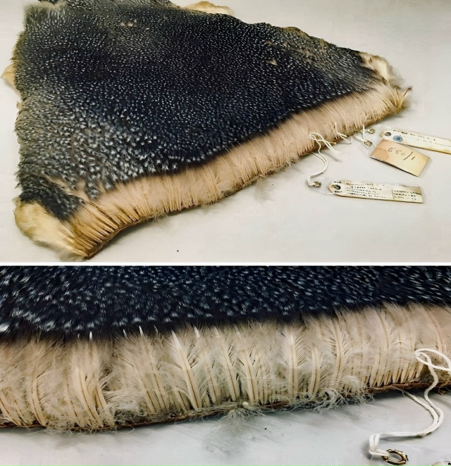 Если вы думали, что пингвины — это просто гладкие и ско...