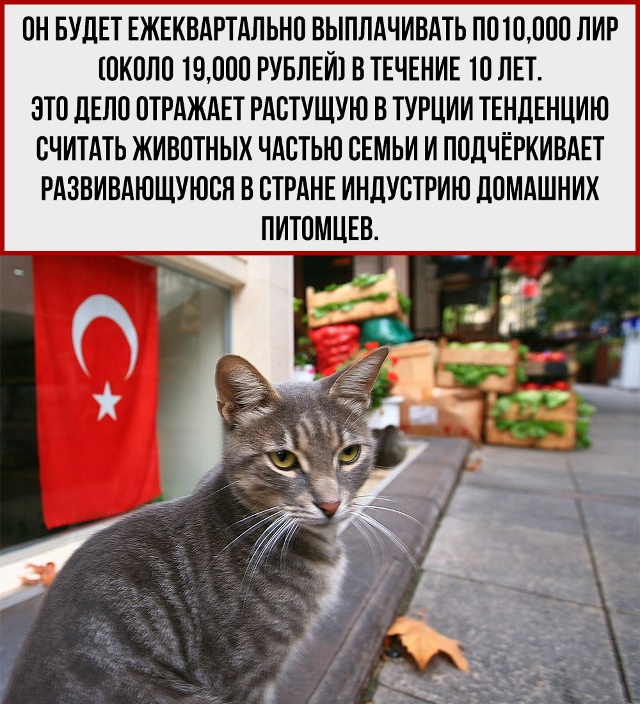 Если реинкарнация реальна, то в следующей жизни мне бы ...