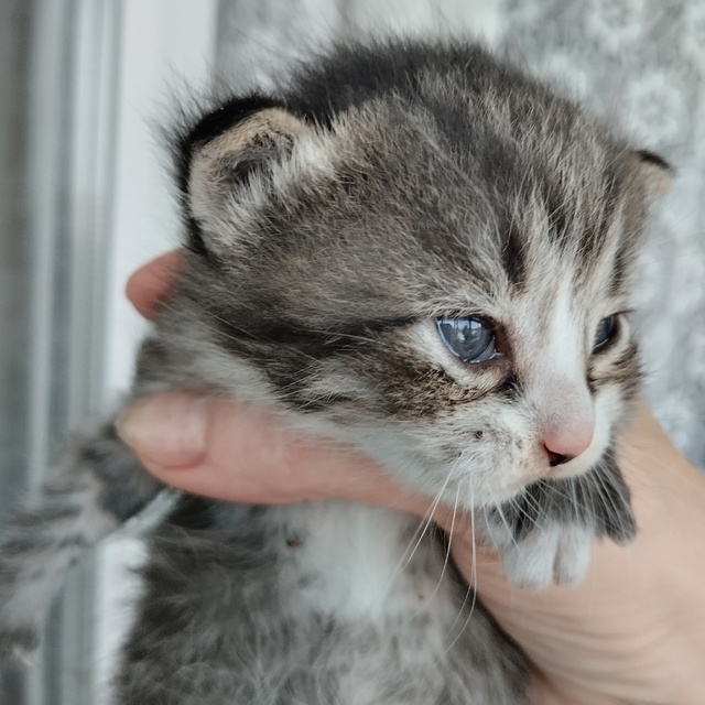 Помогите пристроить кошку и трёх котят.Кошка бездомна?...