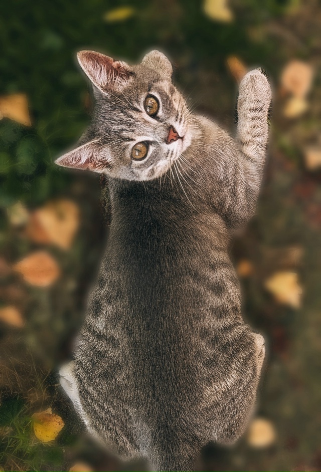 Отдам котика в добрые руки, в связи с переездом🌸
К лот?...