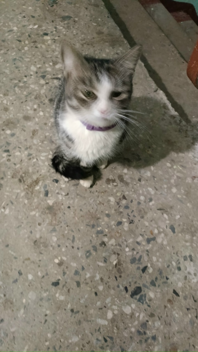 В 1 МКР дом 15 последний подъезд. Сидит целый день котено...