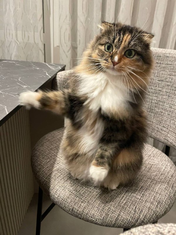 Несите жроть!! Да, вот сюда!!