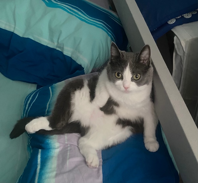 #мурёнакошечка и её смешные мордахи. Два года живет с н?...