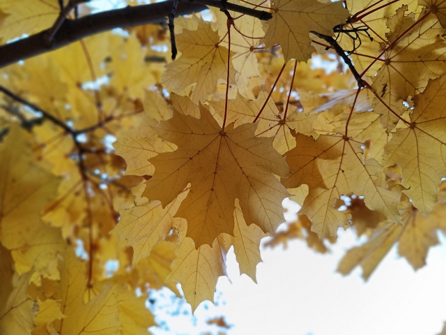 🍂🍁☔ Осенний Ковров