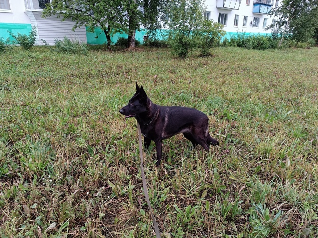 На Заре пропала собака по кличке Нора. Может кто видел?!...