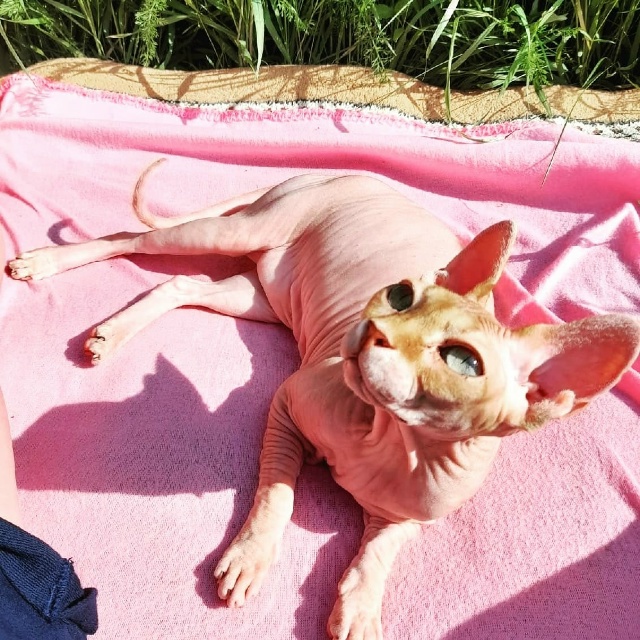 Старушка Цапа) скоро 16 лет) Мой деймон, ни на шаг не отхо...