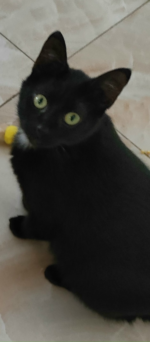 Дорогие друзья! Пропала вот эта маленькая кошка из Хяз?...