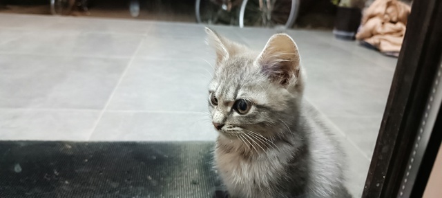 Здравствуйте,подкинули кошечку маленькая чистая,куша?...