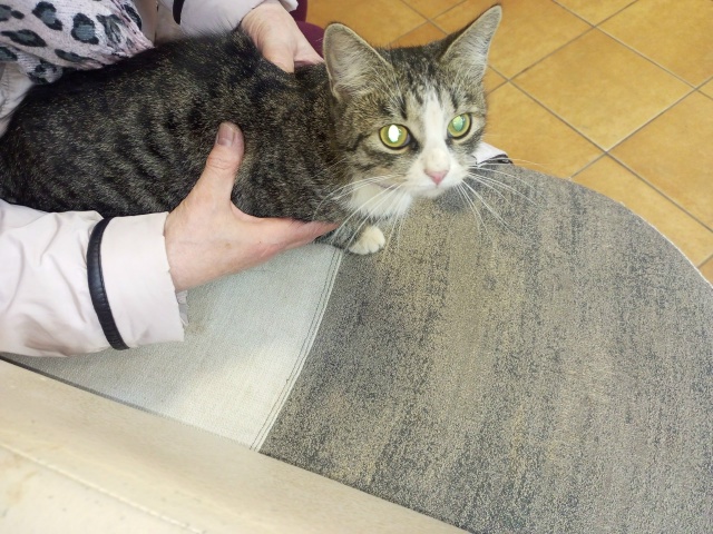 Анонимно. Кот с ошейником.
Нашли у дома #1,1 мкр. Может п...