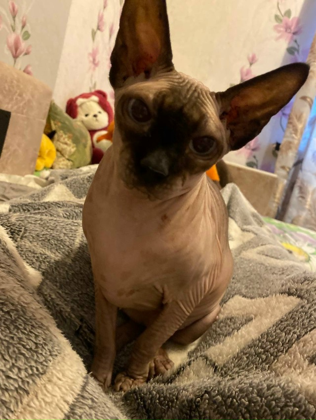 Мой любимый лысый попик Ева🥰❤️😍