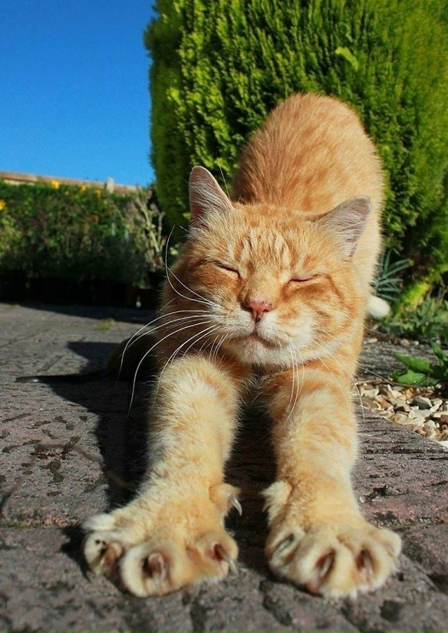 Я не доверяю людям, которые не любят животных.