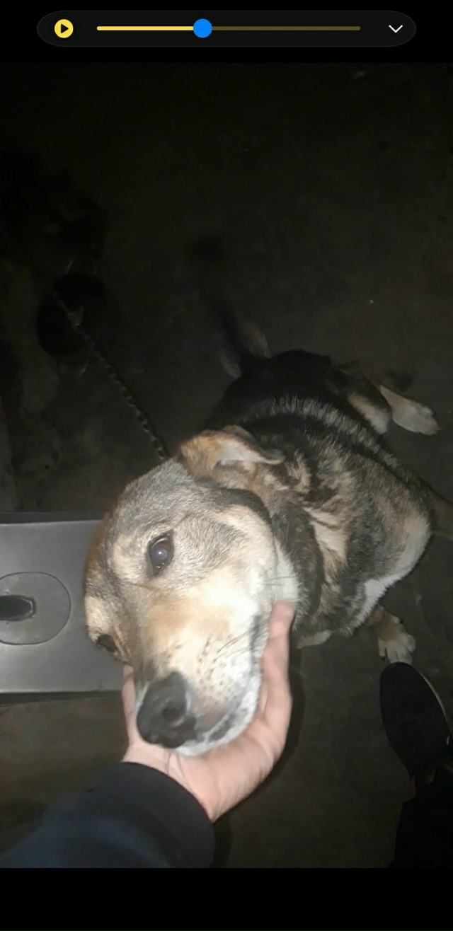 Пропал пёс.
Если кто-то располагает информацией о его м...