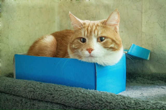 Я как-то кидала уже пост про своих котиков, один из них ?...