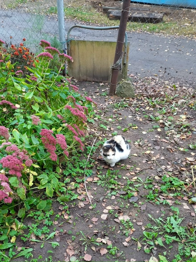 Вчера от большого магнита пришла кошка. Сидит во дворе ...