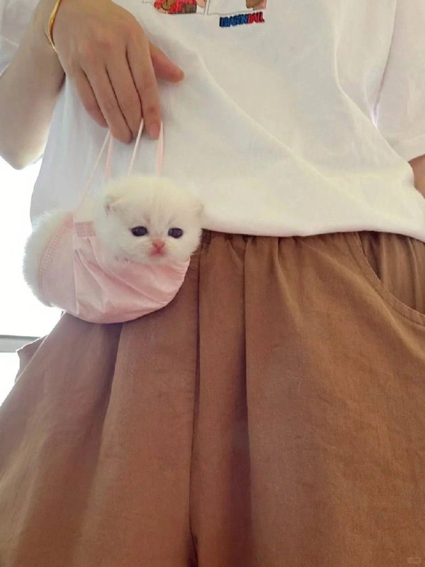 Пелбмешька :3