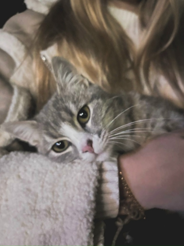 Найден котик, добрый ласковый, нет желающих забрать?🥰