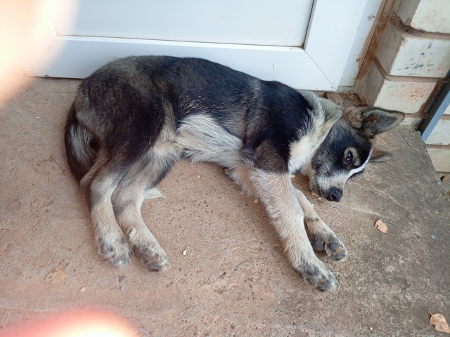 Срочно!!! Где находится щенок, придержите🙏🙏🙏
Если у ?...