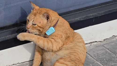 Кот Оранж, сотрудник автозаправки в Паттайе