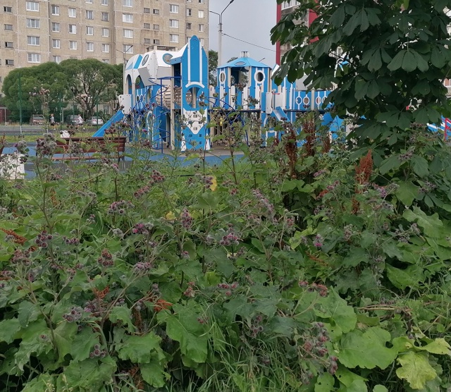 Детская площадка, красивая аллея из каштанов, но всю ка...