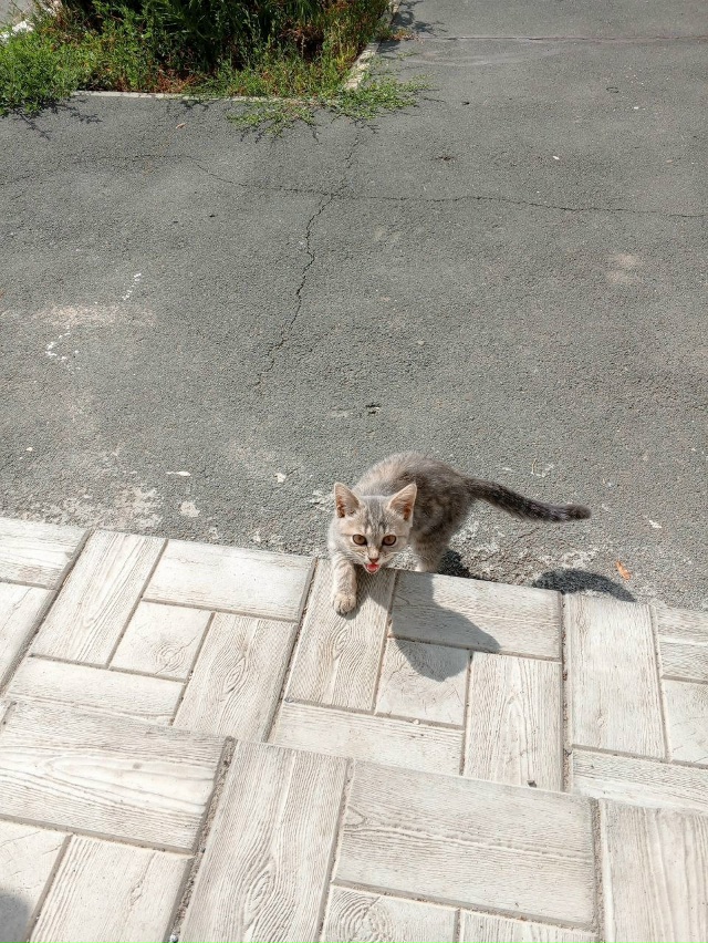 Подбросили кошечку,похожа на британку,добрые люди отк?...