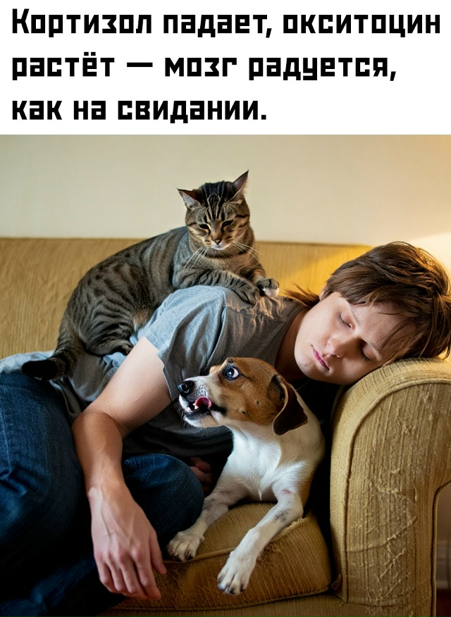 🐾 Выходит, пушистые друзья работают как живая таблетк...