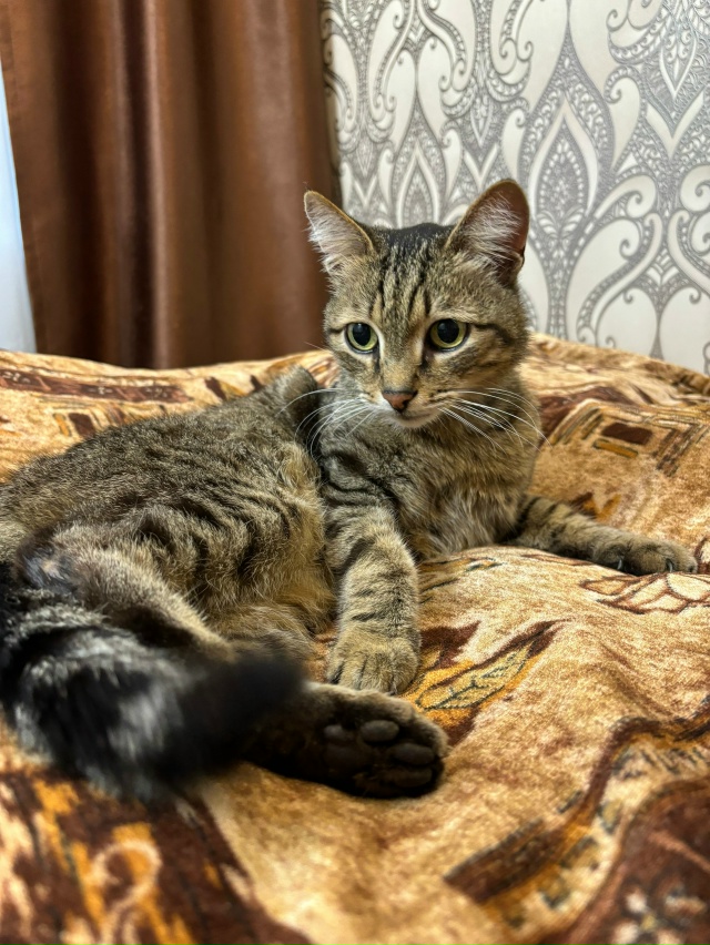 Нашли кошку на Ушакова, у дома по адресу Калинина 68, воз...