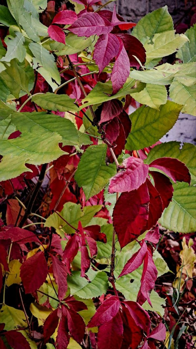 🎨 Краски осени в Свердловске
От подписчиков