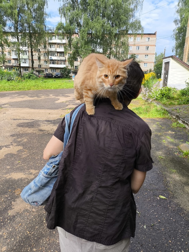 Чей кот потерялся!!! Находится возле почты пос Верхнедн...