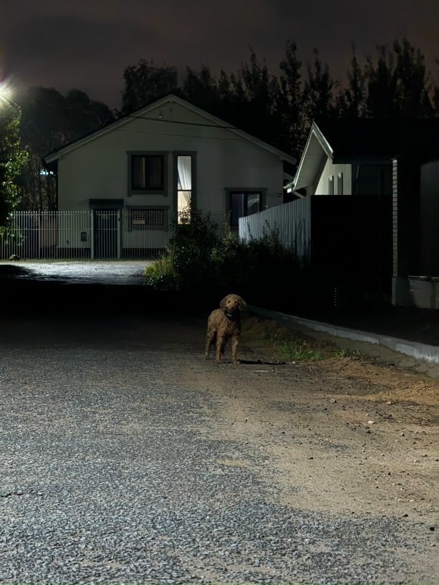 Замечен пудель в районе Низино/Санино, бежал в сторону ...