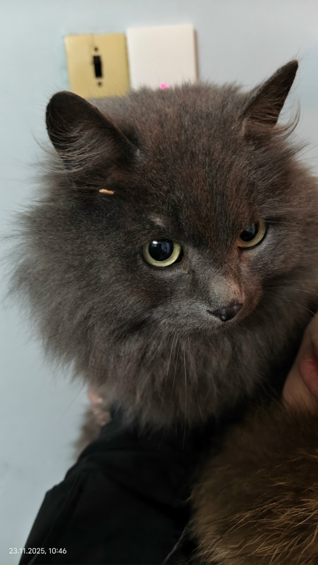 Чей кот ? Видно что домашний толстый .