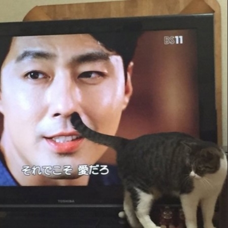 Коты всегда в тему