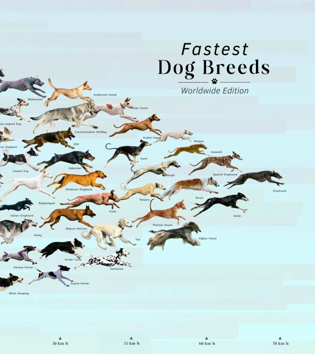 Самые быстрые собаки