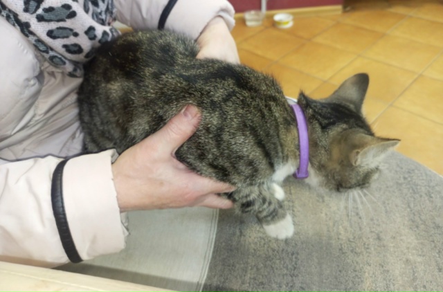 Анонимно. Кот с ошейником.
Нашли у дома #1,1 мкр. Может п...