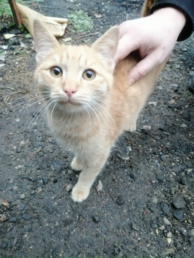 Сегодня во дворе в районе Картонки появился молодой ко...