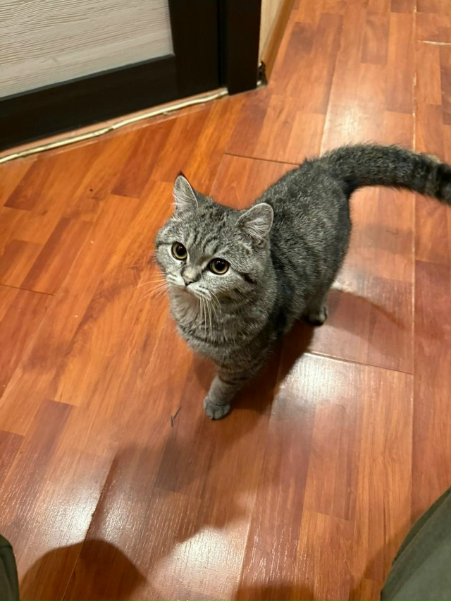 Добрый день, потерялась кошка в районе Дзержинского 2 (?...