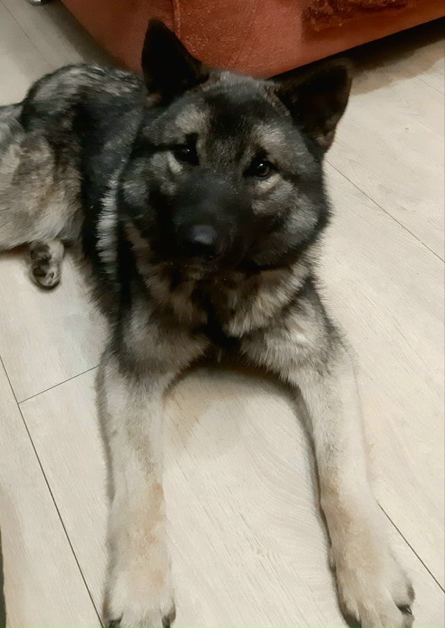 Найдена собака в Новолялинских охотугодьях,комментар?...