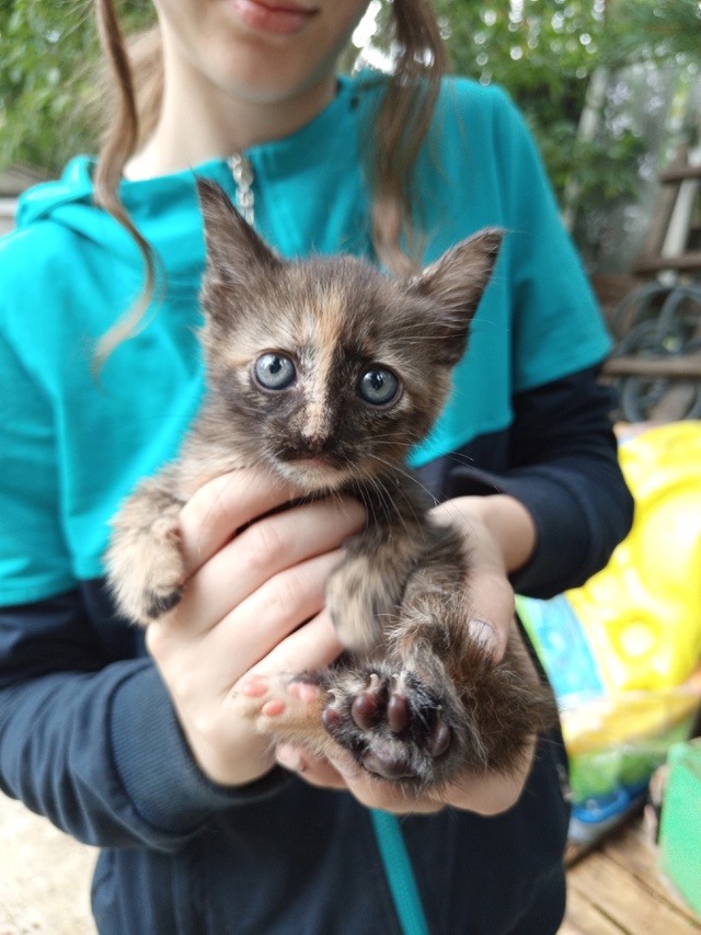 Ищем дом для маленьких очаровашек 😍 находятся в посел...