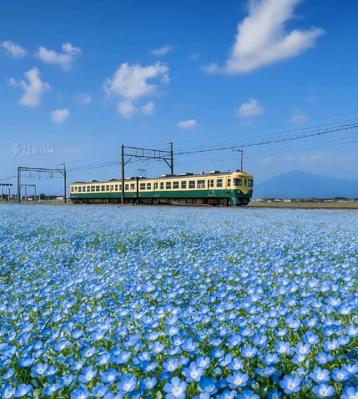 В Японии сейчас цветёт не только сакура — стартовал сезон голубой немофилы
В Hitachi Seaside Park в