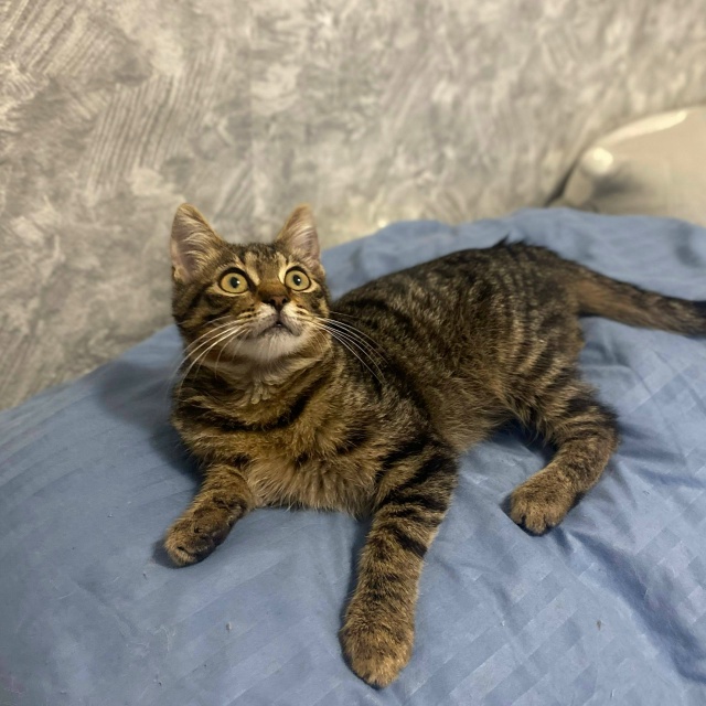 Авось повезет.
Это бомж Рома, найденый на парковке и вр...