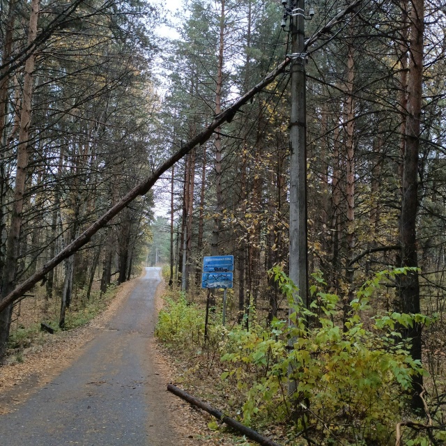 Упавшее дерево висит на проводах( дорога от храма к до ?...
