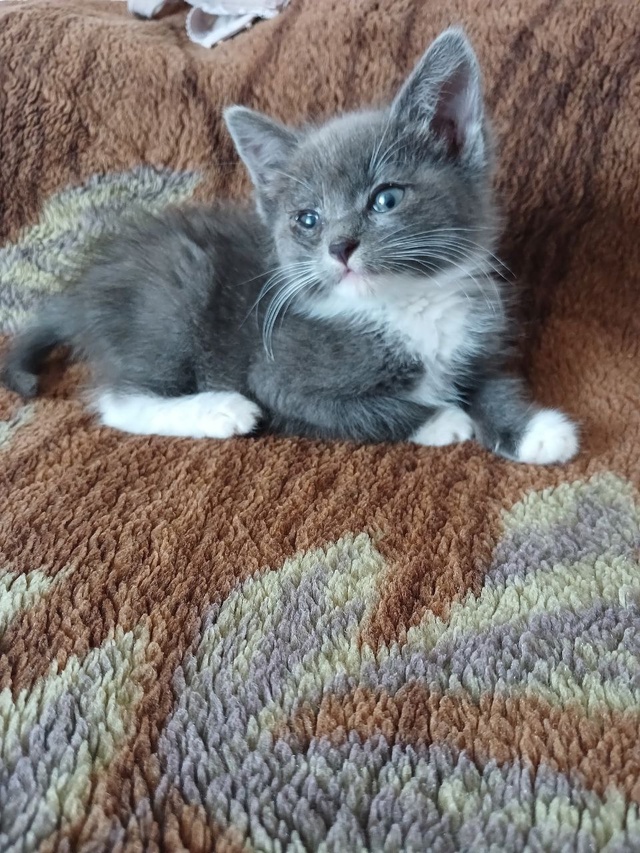 Отдам котёнка девочку в добрые руки! 🐾
Мы спасли её с ?...