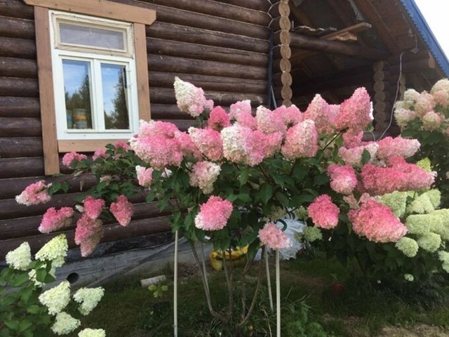 В наличии🌸🌸🌸